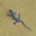 Gecko
